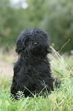 TERRIER DU TIBET 320